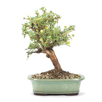 Weißer Fingerstrauch 'Potentilla fruticosa'