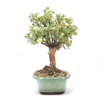 Weißer Fingerstrauch 'Potentilla fruticosa'