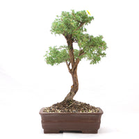 Gelber Fingerstrauch 'Potentilla fruticosa'