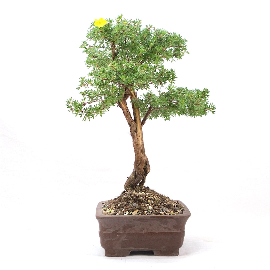 Gelber Fingerstrauch 'Potentilla fruticosa'
