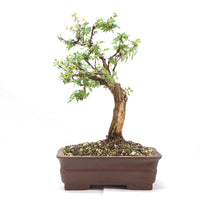 Weißer Fingerstrauch 'Potentilla fruticosa'