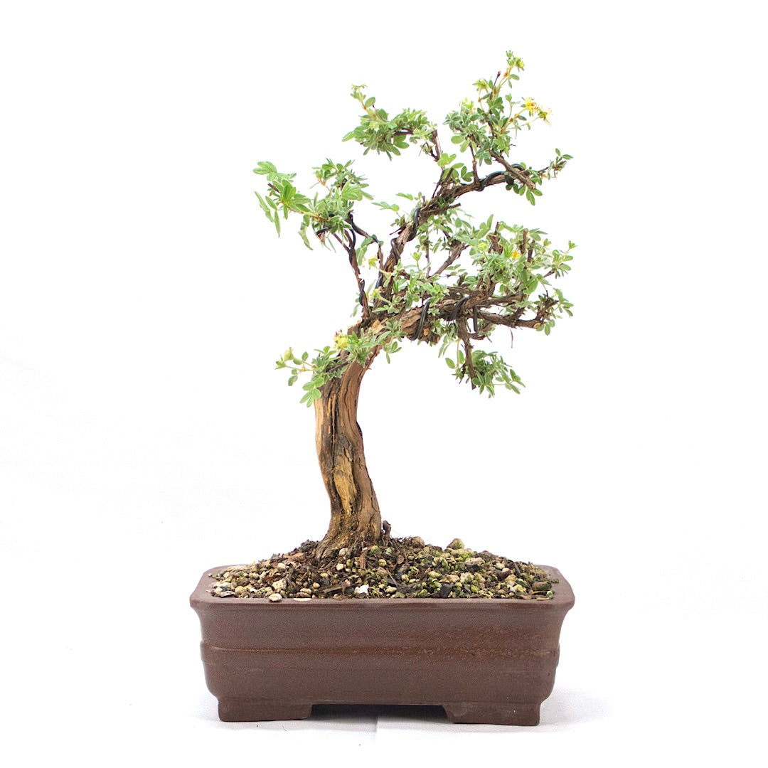 Weißer Fingerstrauch 'Potentilla fruticosa'