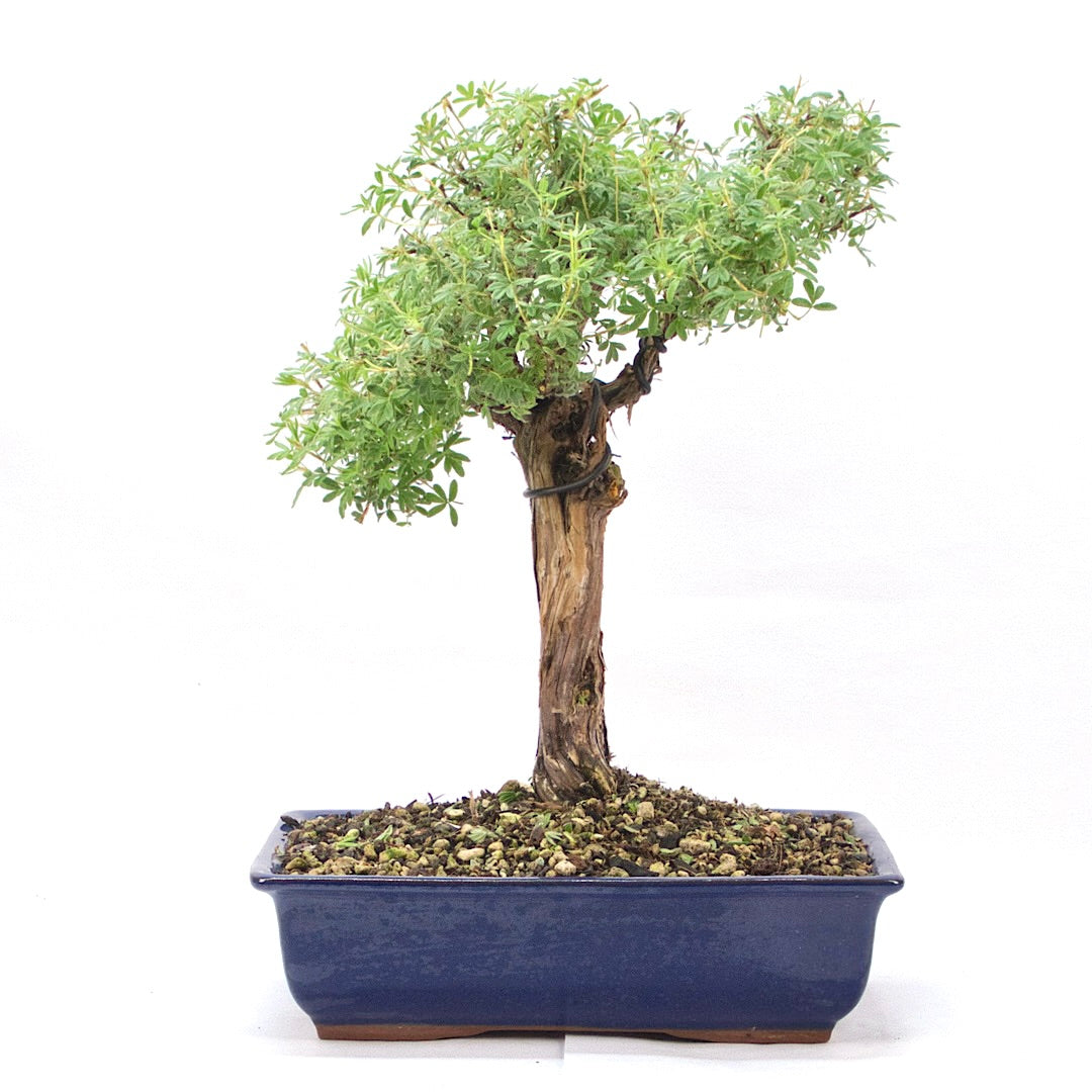 Gelber Fingerstrauch 'Potentilla fruticosa'