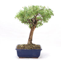 Gelber Fingerstrauch 'Potentilla fruticosa'