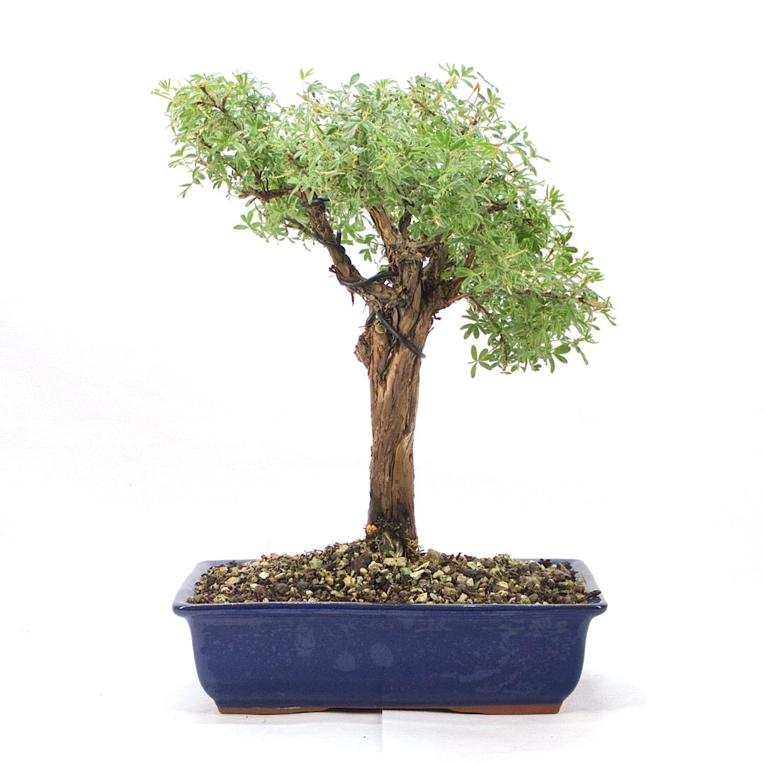 Gelber Fingerstrauch 'Potentilla fruticosa'