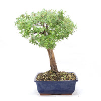 Gelber Fingerstrauch 'Potentilla fruticosa'