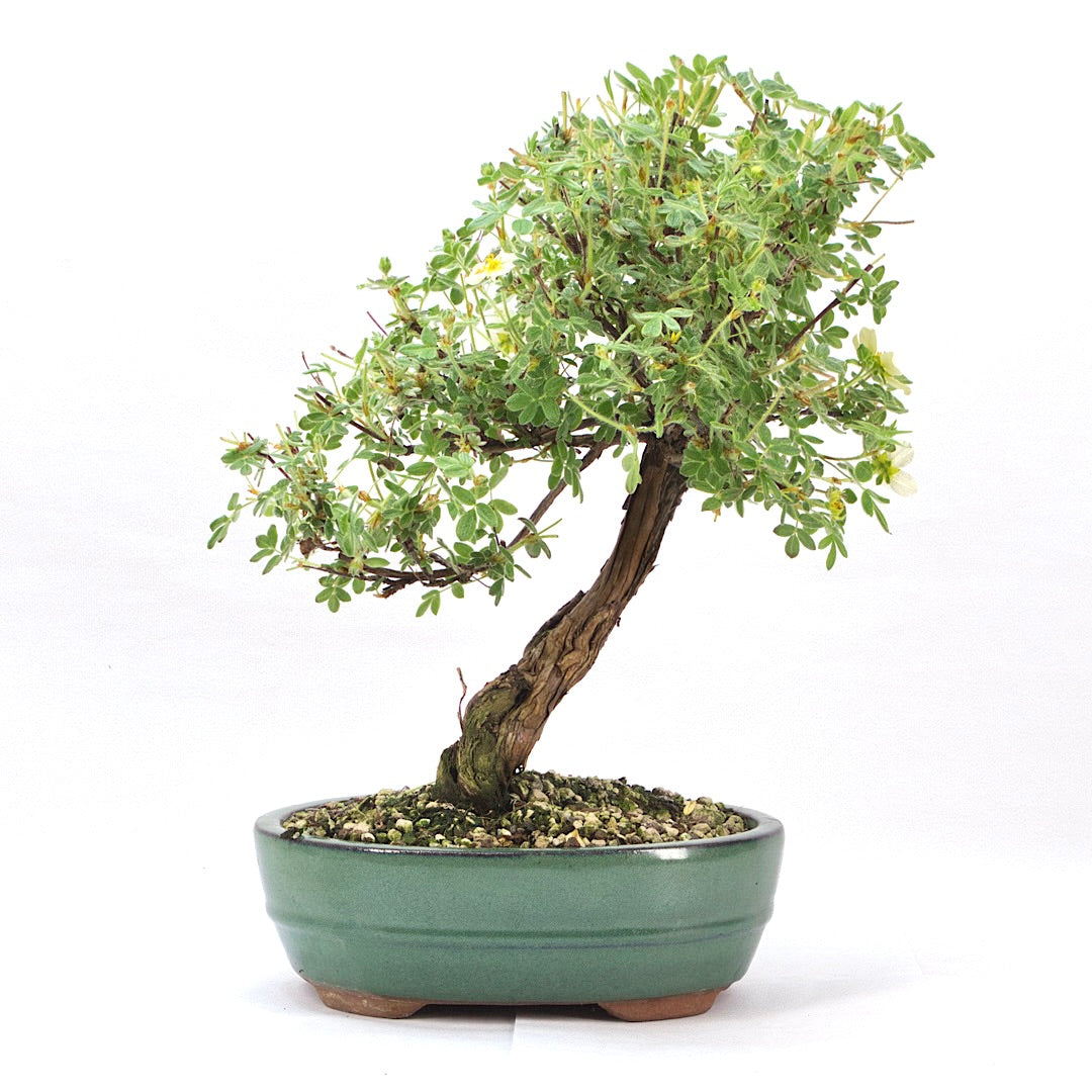Weißer Fingerstrauch 'Potentilla fruticosa'
