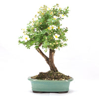 Weißer Fingerstrauch 'Potentilla fruticosa'