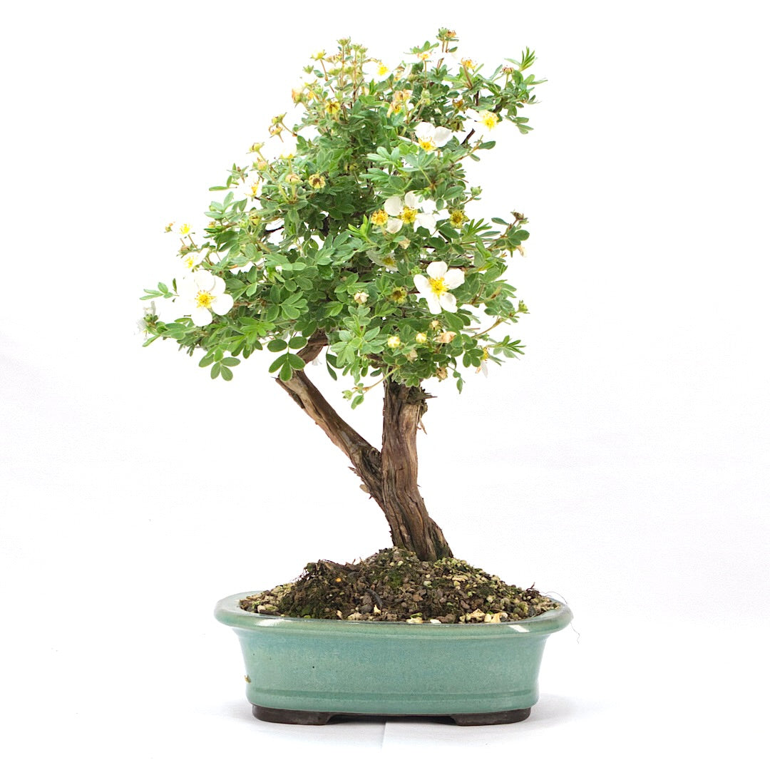 Weißer Fingerstrauch 'Potentilla fruticosa'
