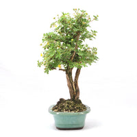 Weißer Fingerstrauch 'Potentilla fruticosa'