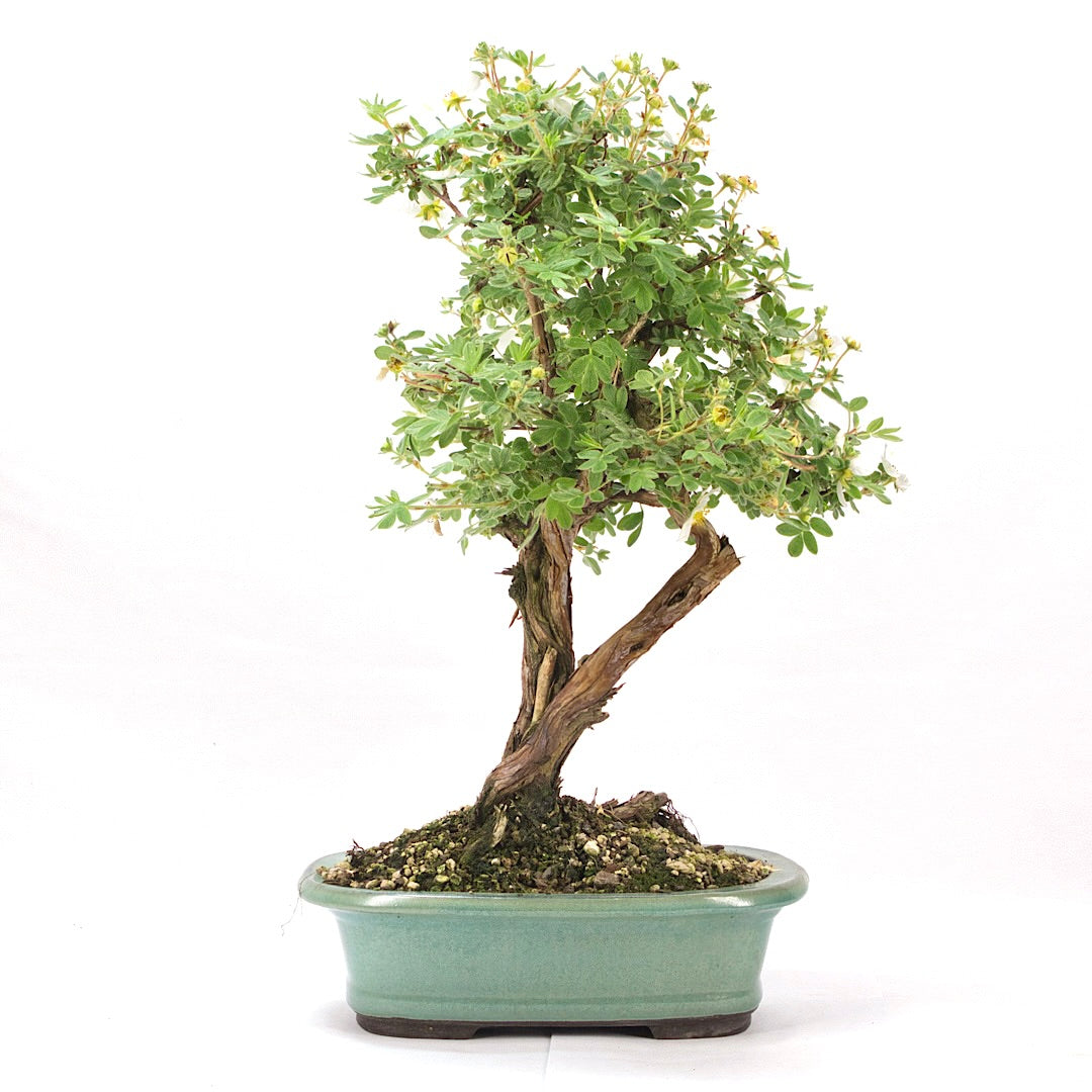 Weißer Fingerstrauch 'Potentilla fruticosa'
