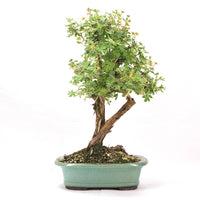 Weißer Fingerstrauch 'Potentilla fruticosa'