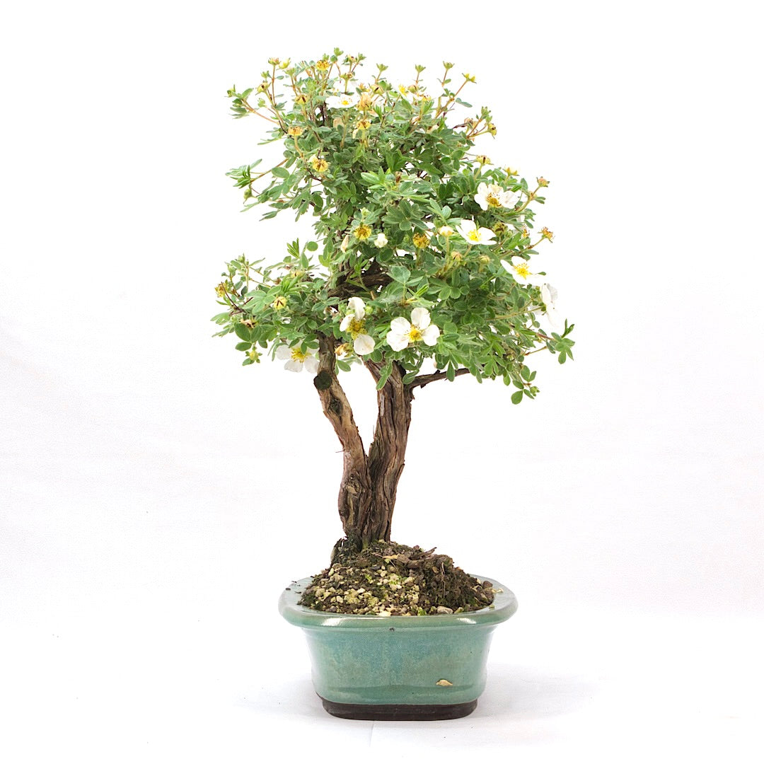 Weißer Fingerstrauch 'Potentilla fruticosa'