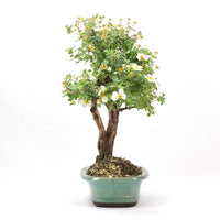 Weißer Fingerstrauch 'Potentilla fruticosa'