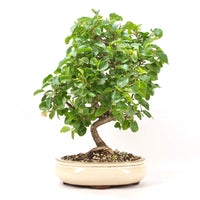 Steinweichsel 'Prunus mahaleb'