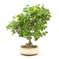 Steinweichsel 'Prunus mahaleb'