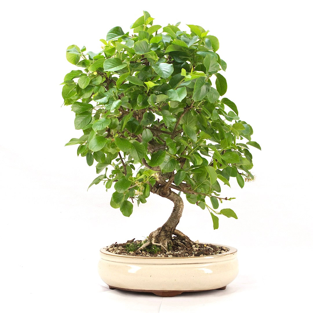 Steinweichsel 'Prunus mahaleb'