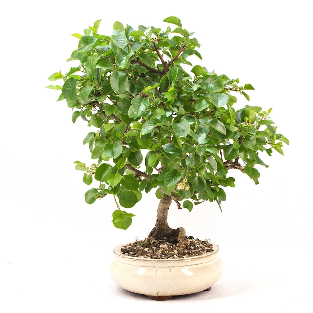 Steinweichsel 'Prunus mahaleb'