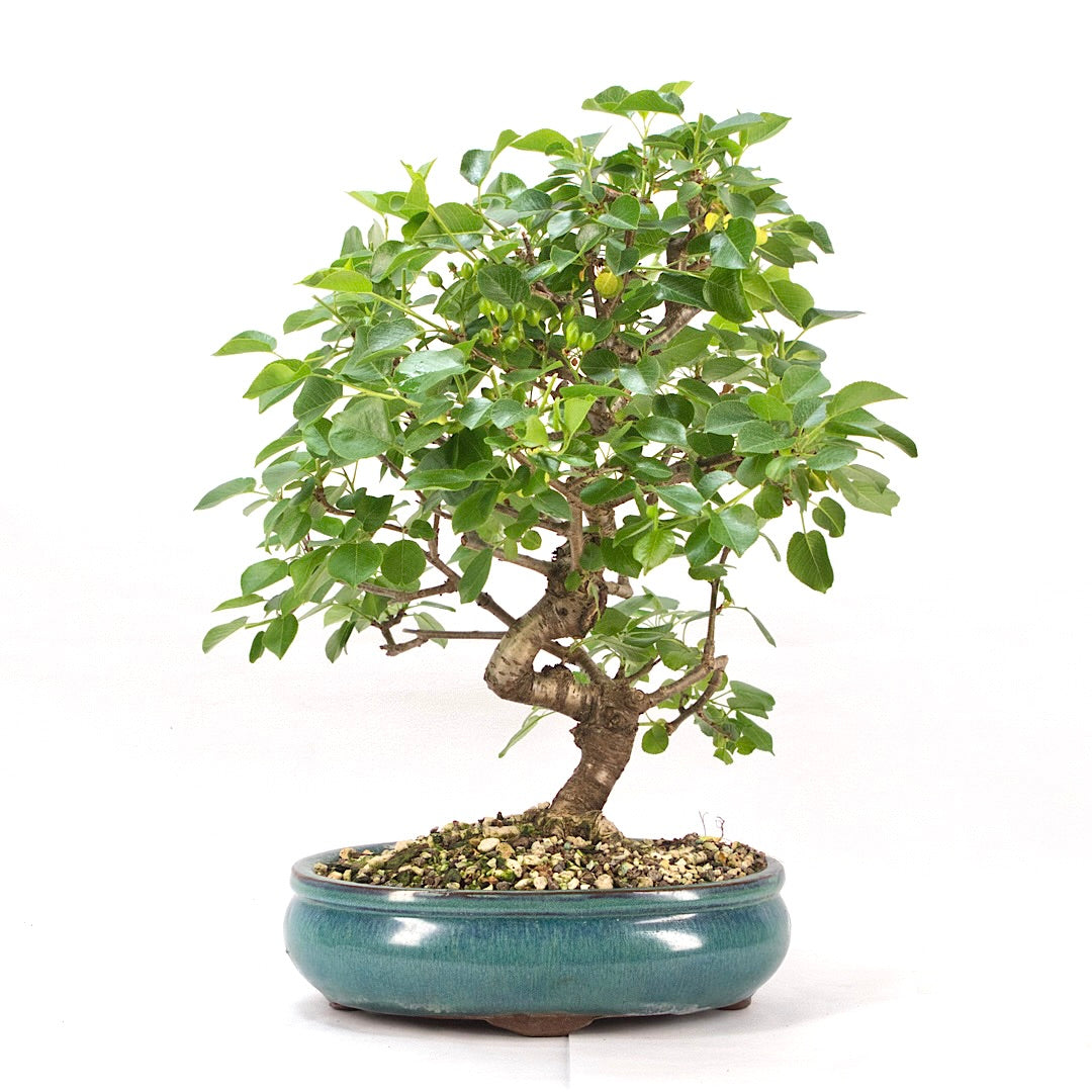 Steinweichsel 'Prunus mahaleb'