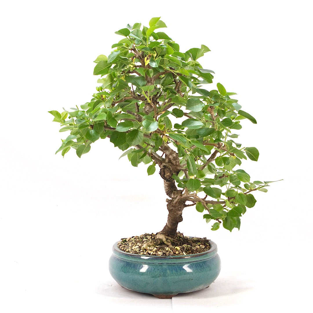 Steinweichsel 'Prunus mahaleb'