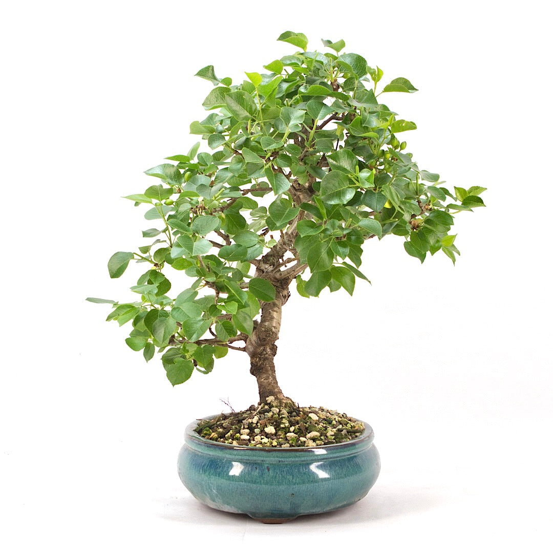 Steinweichsel 'Prunus mahaleb'