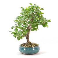 Steinweichsel 'Prunus mahaleb'