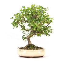 Steinweichsel 'Prunus mahaleb'