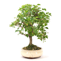 Steinweichsel 'Prunus mahaleb'