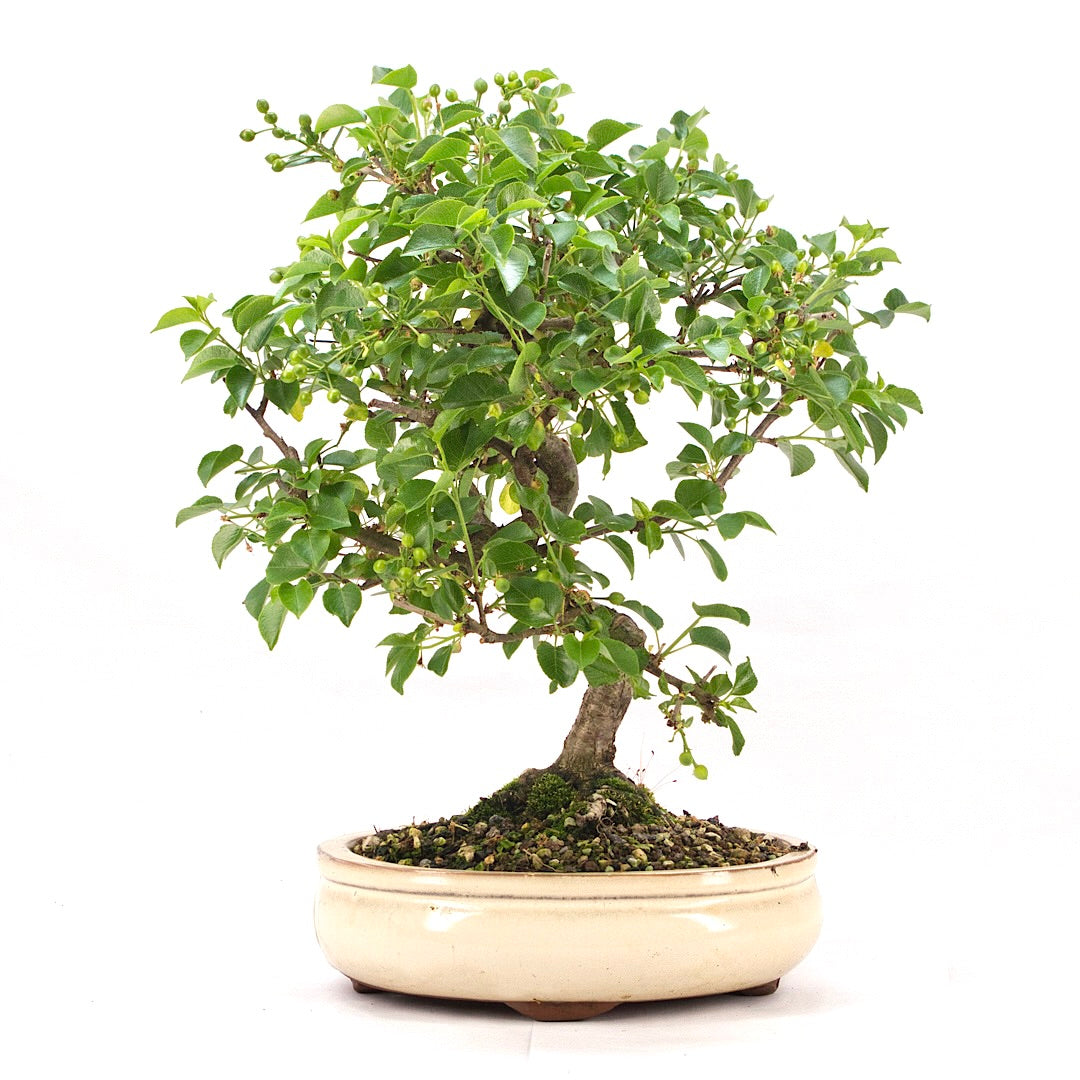 Steinweichsel 'Prunus mahaleb'