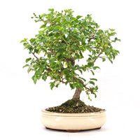 Steinweichsel 'Prunus mahaleb'