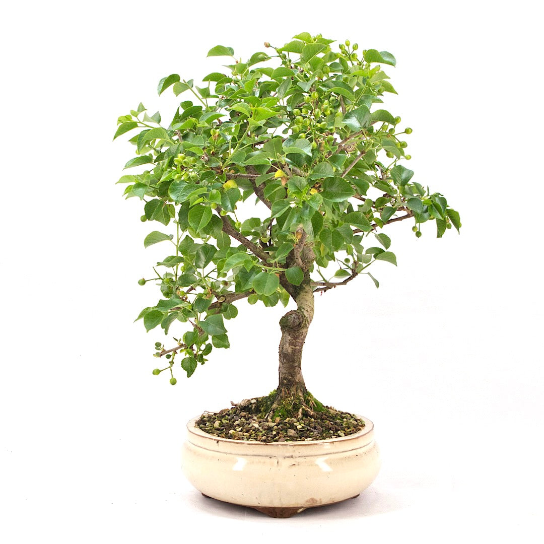 Steinweichsel 'Prunus mahaleb'