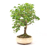 Steinweichsel 'Prunus mahaleb'
