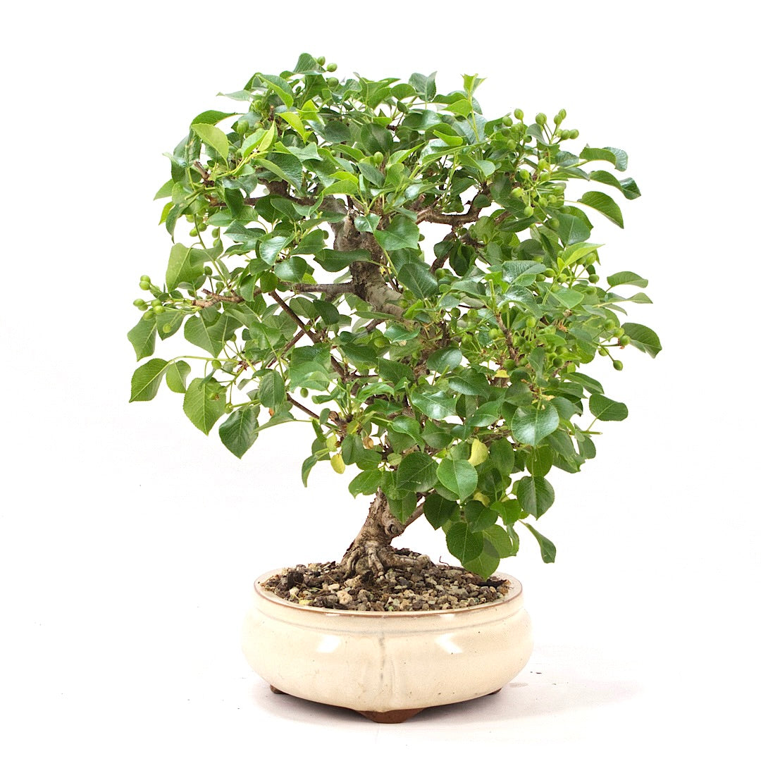 Steinweichsel 'Prunus mahaleb'