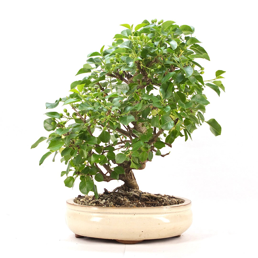 Steinweichsel 'Prunus mahaleb'