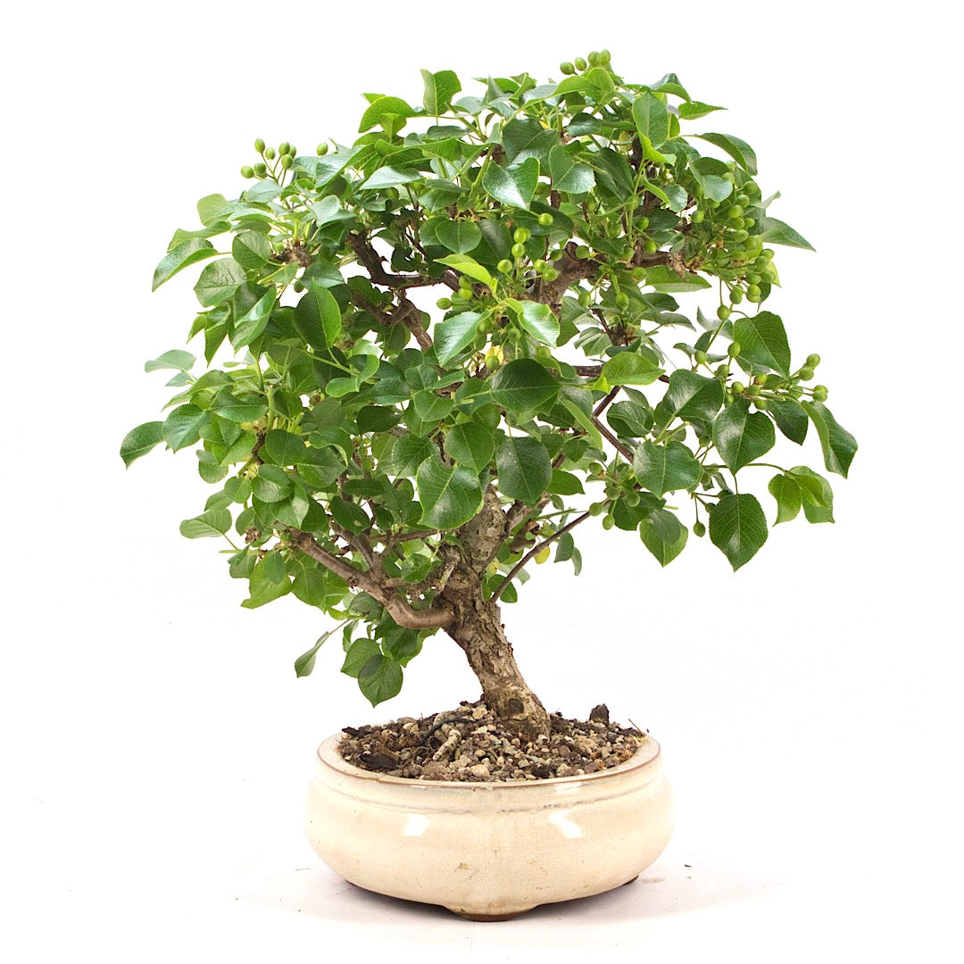 Steinweichsel 'Prunus mahaleb'