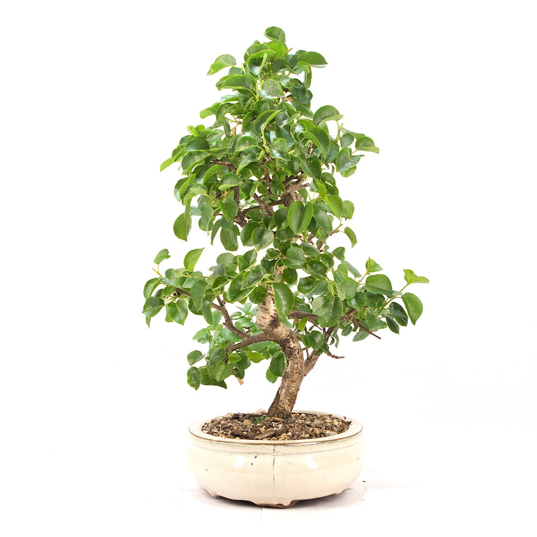 Steinweichsel 'Prunus mahaleb'