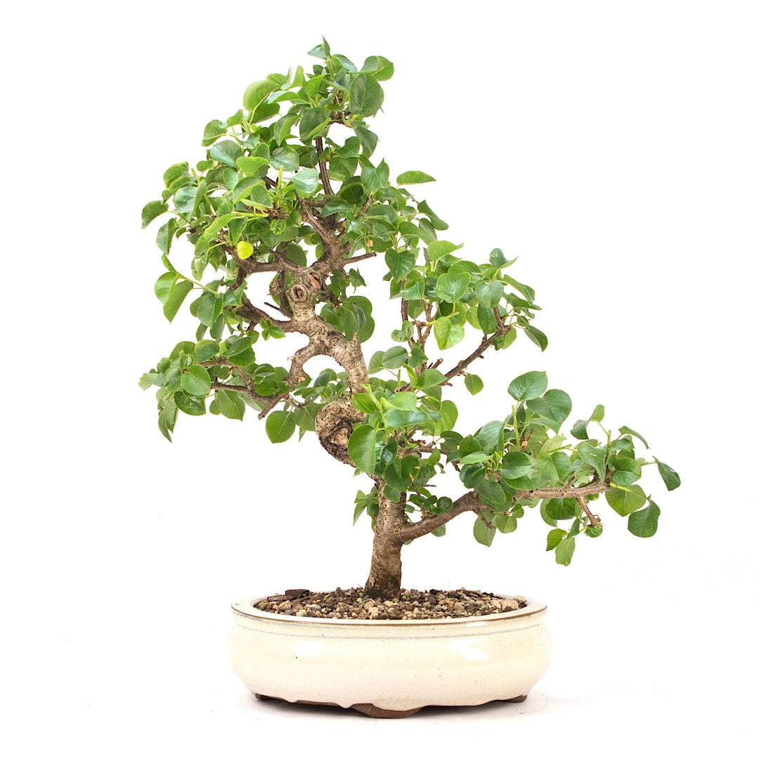 Steinweichsel 'Prunus mahaleb'