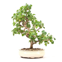 Steinweichsel 'Prunus mahaleb'