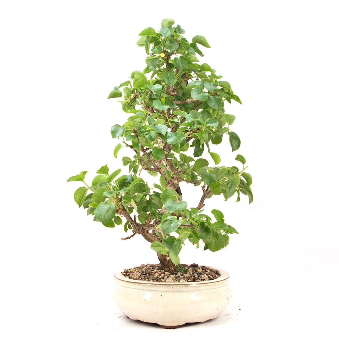 Steinweichsel 'Prunus mahaleb'