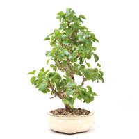 Steinweichsel 'Prunus mahaleb'