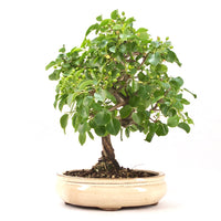 Steinweichsel 'Prunus mahaleb'