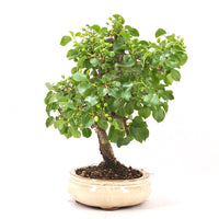 Steinweichsel 'Prunus mahaleb'