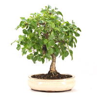 Steinweichsel 'Prunus mahaleb'