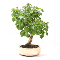 Steinweichsel 'Prunus mahaleb'