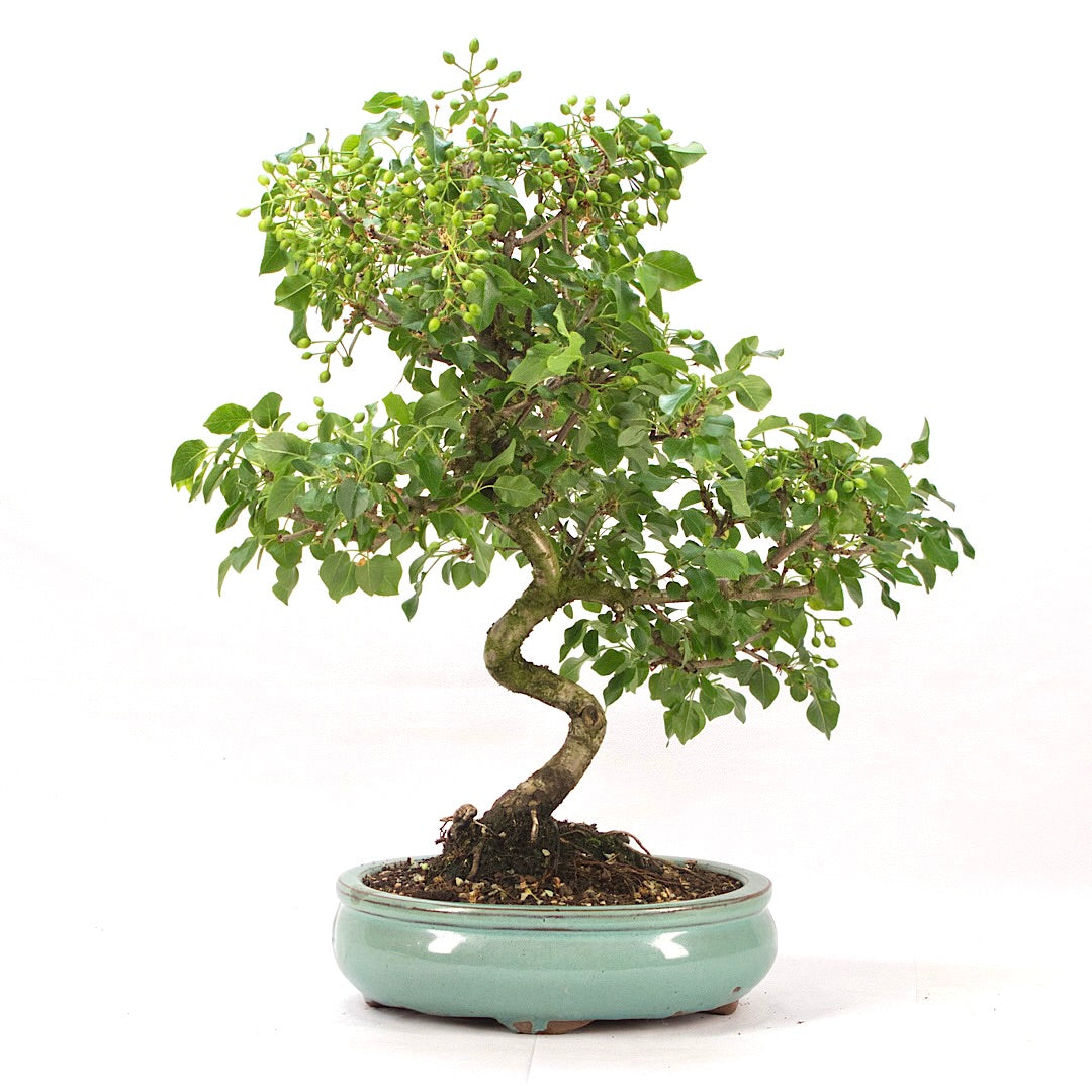 Steinweichsel 'Prunus mahaleb'