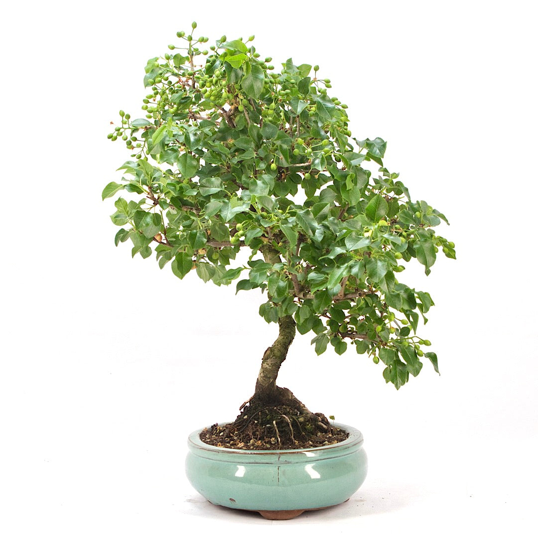 Steinweichsel 'Prunus mahaleb'