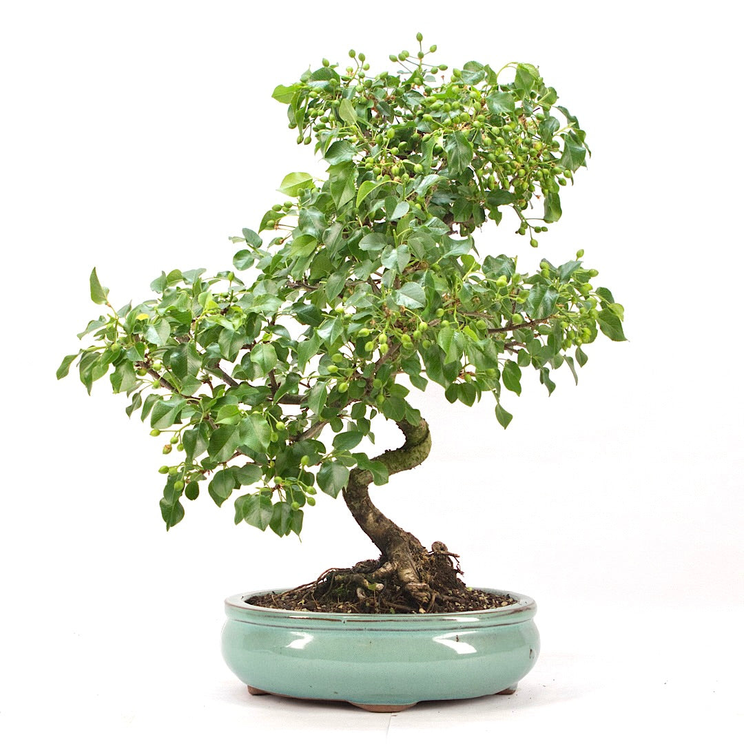 Steinweichsel 'Prunus mahaleb'