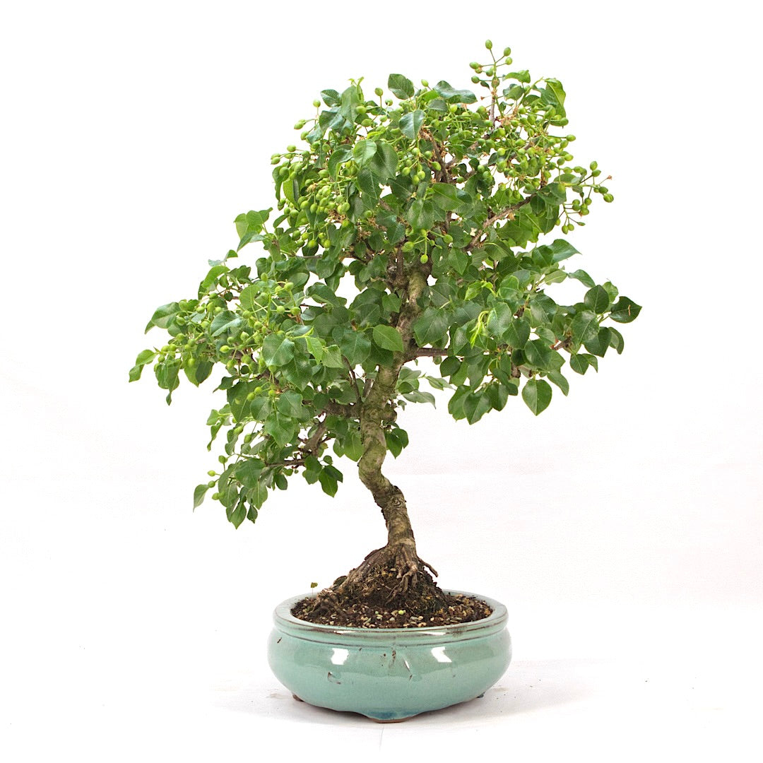 Steinweichsel 'Prunus mahaleb'