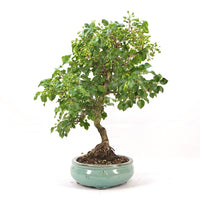 Steinweichsel 'Prunus mahaleb'
