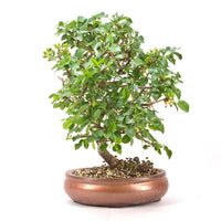 Steinweichsel 'Prunus mahaleb'
